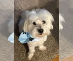 Small #1 Maltese Mix