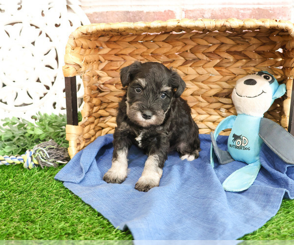 Medium Photo #11 Schnauzer (Miniature) Puppy For Sale in SYRACUSE, IN, USA