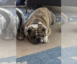 Small #2 Bulldog