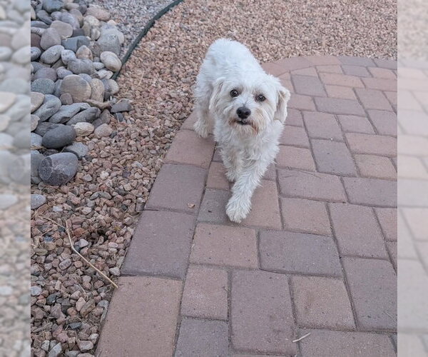 Medium Photo #2 Maltipoo (Miniature) Puppy For Sale in MIDWAY, UT, USA