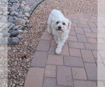 Small #1 Maltipoo (Miniature)