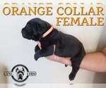 Small #6 Cane Corso