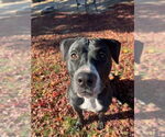 Small #8 American Pit Bull Terrier-Labrador Retriever Mix