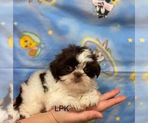 Shih Tzu Puppy for sale in WINNSBORO, LA, USA