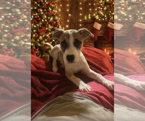 Retriever -Unknown Mix Dogs for adoption in Woodbury, NY, USA