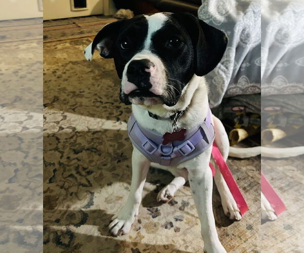 Medium Photo #4 Lab-Pointer Puppy For Sale in Princeton, MN, USA