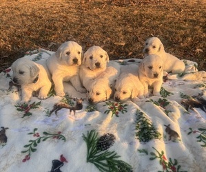English Cream Golden Retriever Puppy for sale in DURHAM, NC, USA