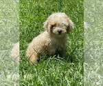 Small #1 Poodle (Miniature)