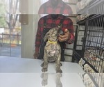 Puppy Yellow Collar Presa Canario