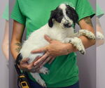 Small #1 Spaniel Mix