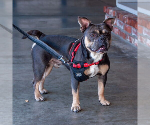 Medium Photo #4 Bulldog-Unknown Mix Puppy For Sale in San Jose, CA, USA