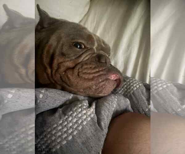 Medium Photo #7 Bulldog-Unknown Mix Puppy For Sale in Duluth, MN, USA