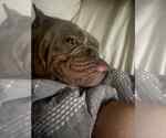 Small #6 Bulldog Mix