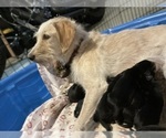 Small Photo #17 English Springer Spaniel-Labradoodle Mix Puppy For Sale in THE DALLES, OR, USA