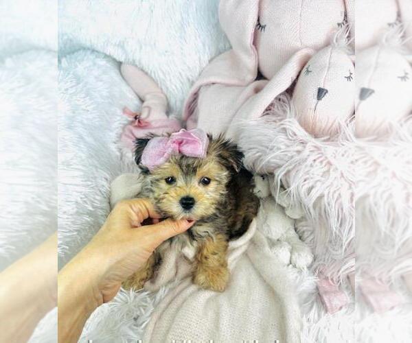 Medium Photo #20 Morkie Puppy For Sale in MIAMI, FL, USA