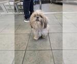 Small Shih Tzu Mix