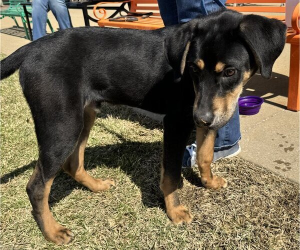 Medium Photo #3 Labrottie Puppy For Sale in Munford, TN, USA