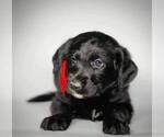 Small Photo #5 Labradoodle Puppy For Sale in MODESTO, CA, USA