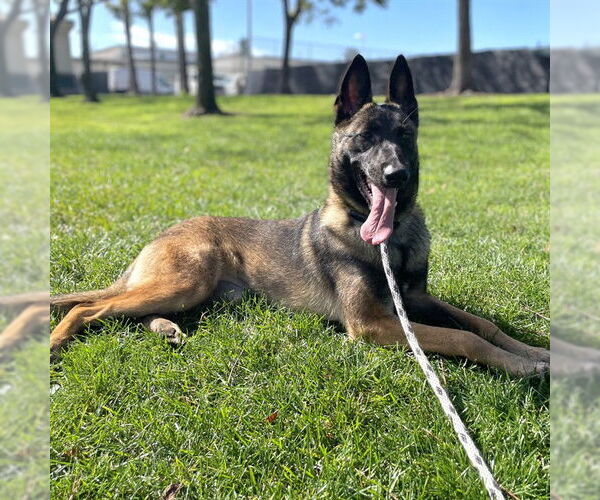 Medium Photo #2 Mutt Puppy For Sale in Rancho Cucamonga, CA, USA