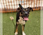 Small German Shepherd Dog Mix