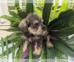 Small Photo #24 Schnauzer (Miniature) Puppy For Sale in FORT PIERCE, FL, USA