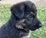Small Photo #12 German Shepherd Dog Puppy For Sale in WINONA, MN, USA