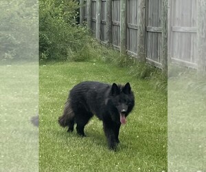 Father of the German Shepherd Dog puppies born on 05/04/2025