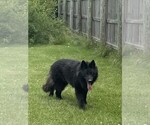 Small Photo #1 German Shepherd Dog Puppy For Sale in OSTRANDER, OH, USA