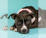 Small #5 American Pit Bull Terrier-Labrador Retriever Mix