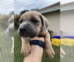 Small Photo #30 Cane Corso Puppy For Sale in ROYAL PALM BEACH, FL, USA