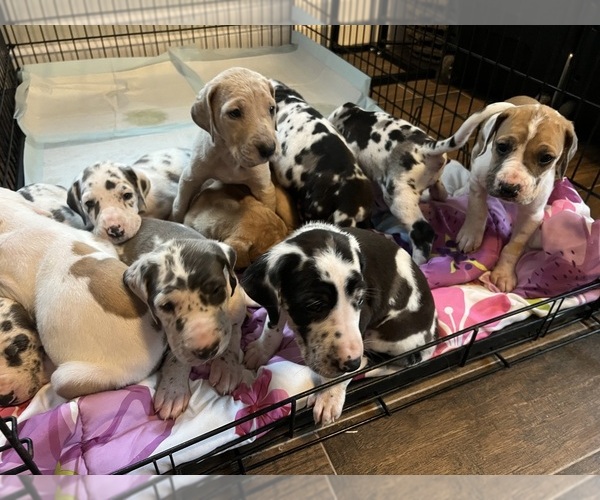 Medium Photo #4 Great Dane Puppy For Sale in MIMS, FL, USA
