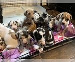 Small Photo #4 Great Dane Puppy For Sale in MIMS, FL, USA