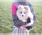 Puppy Puppy 1 Pomeranian