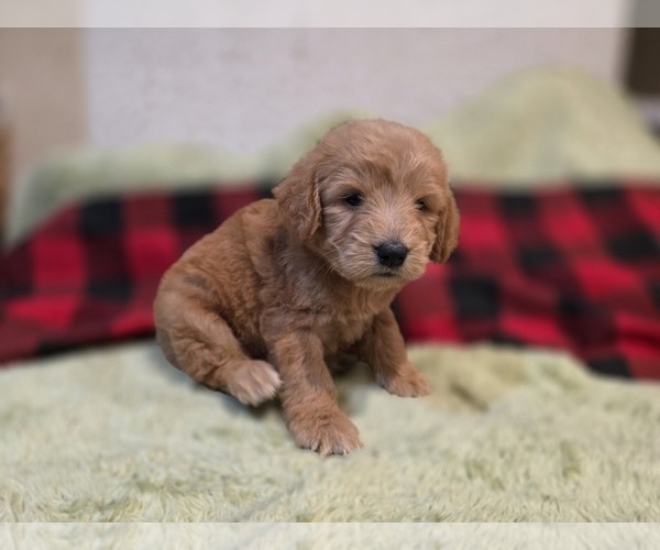 Medium Photo #3 Goldendoodle Puppy For Sale in DUBLIN, TX, USA
