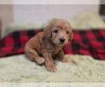 Small #2 Goldendoodle