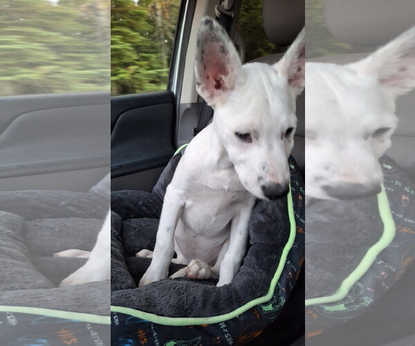 Medium Photo #5 Shollie Puppy For Sale in Sebec, ME, USA
