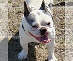 Small Photo #2 French Bulldog Puppy For Sale in SANGER, TX, USA