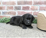 Small #4 Labrador Retriever