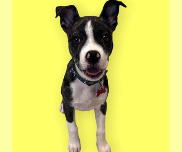 Medium Photo #9 Boston Terrier-Unknown Mix Puppy For Sale in Rockville, MD, USA