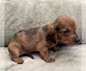 Dachshund Puppy for sale in ROWLEY, MA, USA