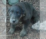 Small Photo #44 Golden Labrador Puppy For Sale in IDAHO SPRINGS, CO, USA