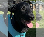 Small #2 Great Dane-Labrador Retriever Mix