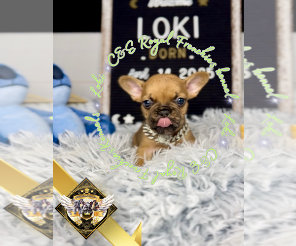 Medium Photo #6 French Bulldog Puppy For Sale in ATHENS, GA, USA