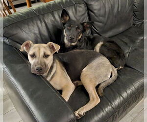 Piper - Female Labrador Retriever-Unknown Mix Dog for Adoption - Photo #6