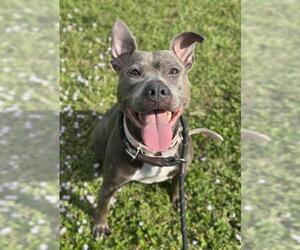 Mutt Dogs for adoption in Fort Lauderdale, FL, USA