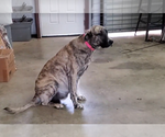 Small Photo #14 Anatolian Shepherd Puppy For Sale in COMMERCE, TX, USA