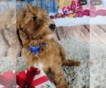 Small Photo #8 Goldendoodle Puppy For Sale in ADELANTO, CA, USA