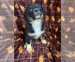 Small Photo #11 Australian Shepherd Puppy For Sale in COLORADO SPGS, CO, USA