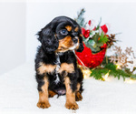 Small Photo #40 Cavalier King Charles Spaniel Puppy For Sale in WAKARUSA, IN, USA