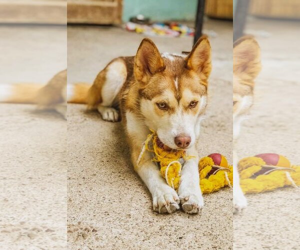 Medium Photo #2 Huskies -Unknown Mix Puppy For Sale in Woodland Hills, CA, USA